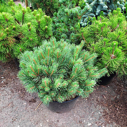 Сосна звичайна Ватерері / d 40-60 / Pinus sylvestris Watereri, фото 2