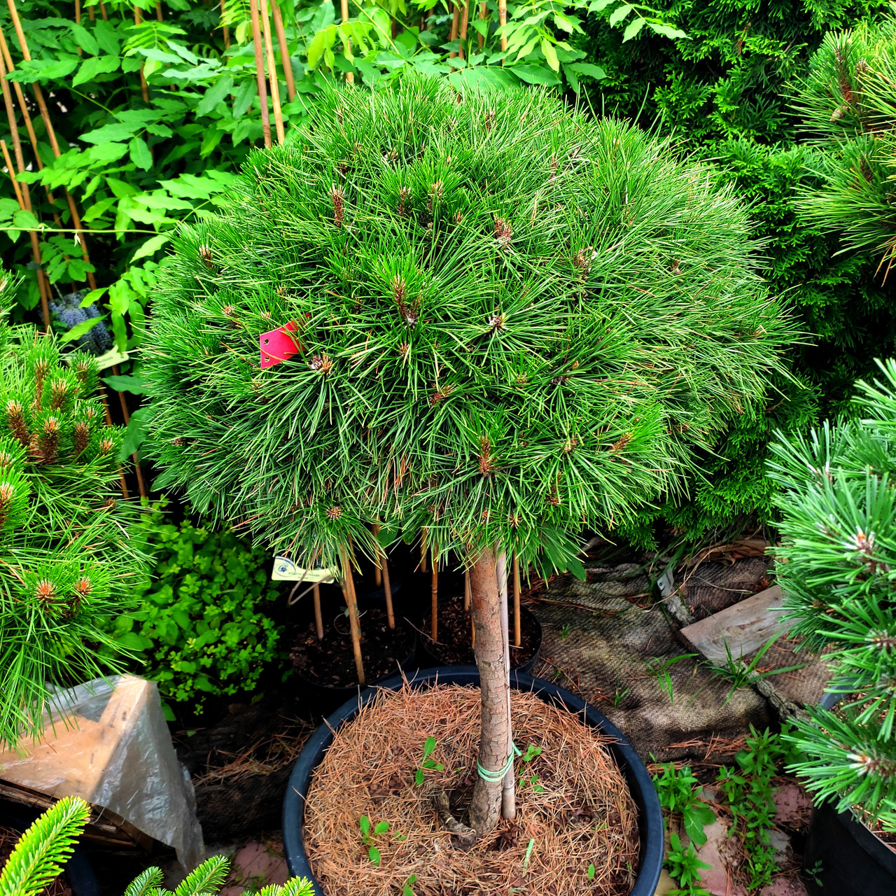 Сосна черная Бамбино на штамбе / h 60-70 / Pinus Bambino - фото 1 - id-p1236982856