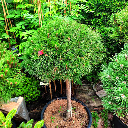 Сосна чорна Бамбіно на штамбі / h 60-70 / Pinus Bambino, фото 2