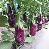 CRX 50141 F1 10 шт насіння баклажану Cora Seeds Італія, фото 4
