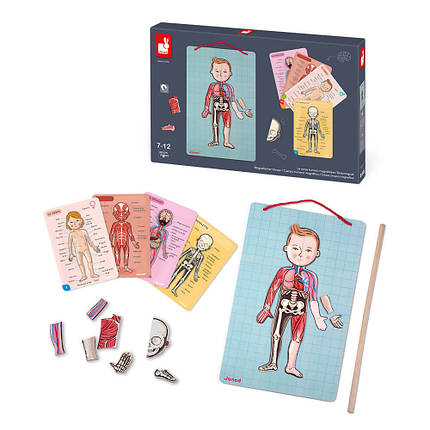 Ігровий магнітний набір Janod — Тіло людини, фото 1