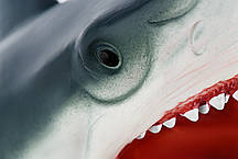 Іграшка-перчатка Same Toy X301UT — Акула, серія Animal Gloves, рухома щелепа та реалістичний дизайн, фото 5