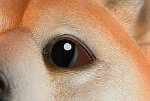 Іграшка-рукавичка Same Toy Собака Акіта, фото 4