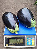 Сара F1 (CRX 50129) 10 шт Cora Seeds Італія насіння баклажан, фото 2