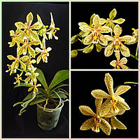 Орхідея Phal. stuartiana x mannii, квіти 5 см, підліток 1,7 , торф, красиве сизе листя