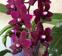 Орхідея Phal. Black Pearl/ Чорна перлина, підліток 1,7, бархатна мультифлора, Торф