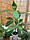Лавр благородний (Laurus nobilis) до 10 см. Кімнатний, фото 3
