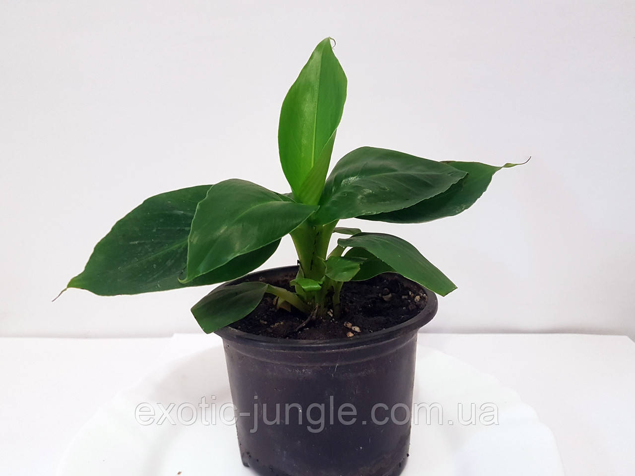 Банан (Musa) (Musa Dwarf Cavendish) до 10 см. Кімнатний