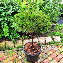 Сосна чорна Брепо на штамбі / h 60 / d 100 / Pinus nigra Brepo, фото 3