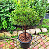 Сосна чорна Брепо на штамбі / h 80 / d 40-60 / Pinus nigra Brepo, фото 7