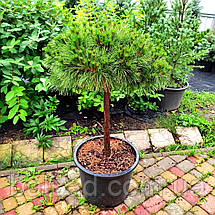 Сосна чорна Брепо на штамбі / h 80 / d 40-60 / Pinus nigra Brepo, фото 3