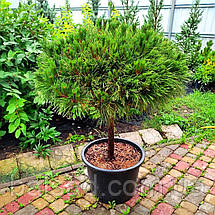 Сосна чорна Брепо на штамбі / h 80 / d 40-60 / Pinus nigra Brepo, фото 6