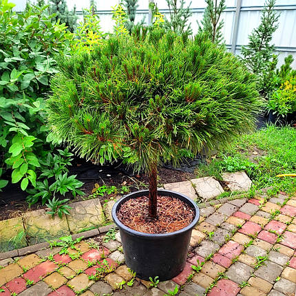 Сосна чорна Брепо на штамбі / h 60 / d 100 / Pinus nigra Brepo, фото 1
