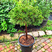 Сосна чорна Брепо на штамбі / h 60 / d 100 / Pinus nigra Brepo, фото 4