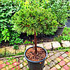 Сосна чорна Брепо на штамбі / h 80 / d 40-60 / Pinus nigra Brepo, фото 8