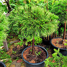 Сосна чорна Брепо на штамбі / h 60 / d 100 / Pinus nigra Brepo, фото 3
