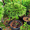 Сосна чорна Брепо на штамбі / h 80 / d 40-60 / Pinus nigra Brepo, фото 9