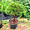 Сосна чорна Брепо на штамбі / h 80 / d 40-60 / Pinus nigra Brepo, фото 10