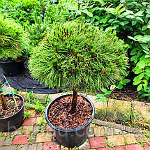Сосна чорна Брепо на штамбі / h 80 / d 40-60 / Pinus nigra Brepo, фото 5