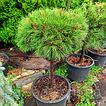 Сосна чорна Брепо на штамбі / h 80 / d 40-60 / Pinus nigra Brepo, фото 4