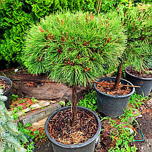 Сосна чорна Брепо на штамбі / h 60 / d 60-80 / Pinus nigra Brepo