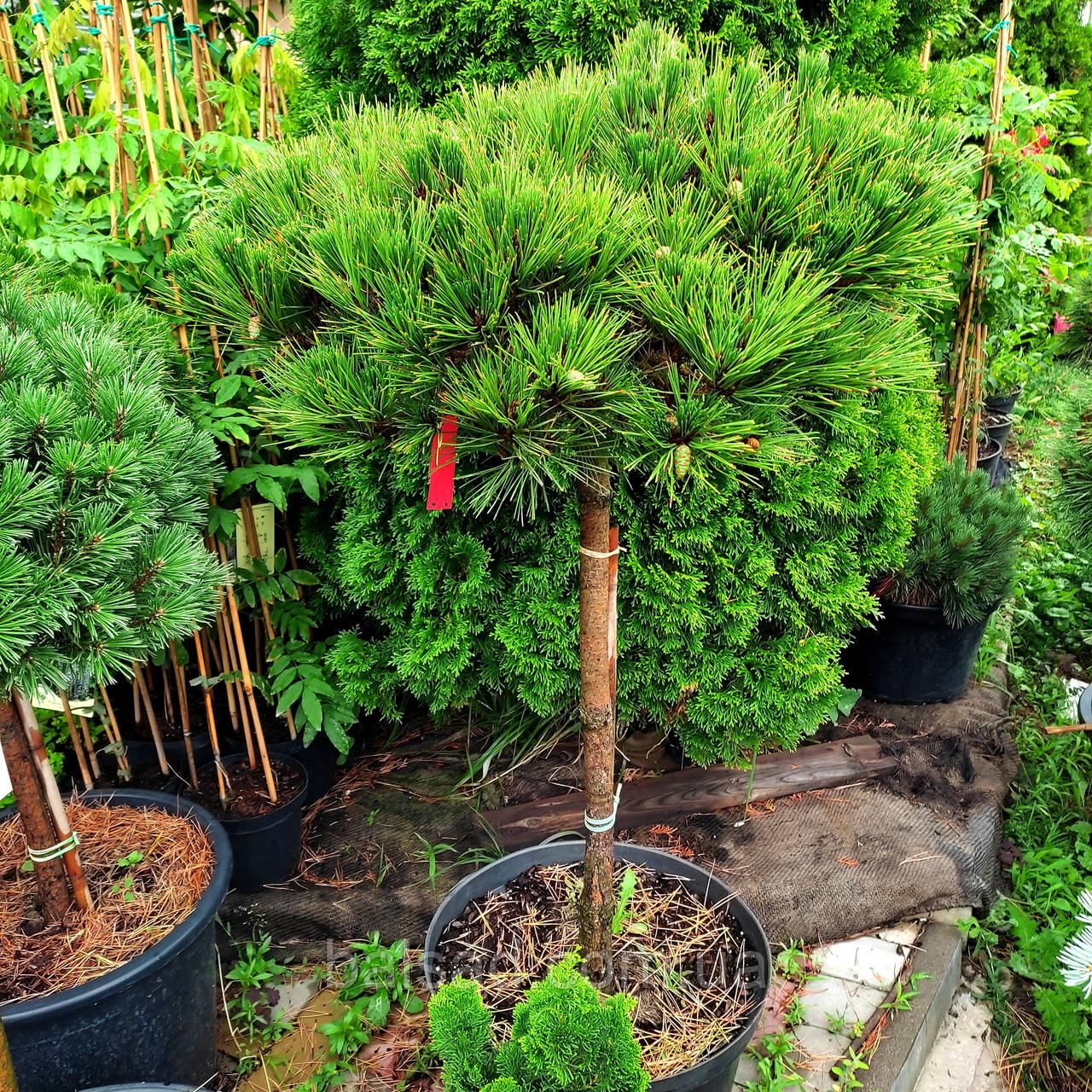 Сосна чорна Брепо на штамбі / h 80 / d 40-60 / Pinus nigra Brepo