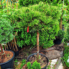 Сосна чорна Брепо на штамбі / h 80 / d 40-60 / Pinus nigra Brepo