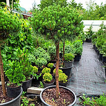 Сосна Бевроненсіс на штамбі / h 80 / d 40-50 / Pinus Beuvronensis, фото 3