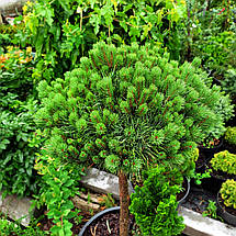Сосна Бевроненсіс на штамбі / h 80 / d 40-50 / Pinus Beuvronensis, фото 5