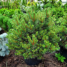Сосна Бевроненсіс / С45 / h 60 / Pinus sylvestris Beuvronensis