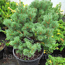 Сосна звичайна Ватерері / h 80 / Pinus sylvestris Watereri, фото 4