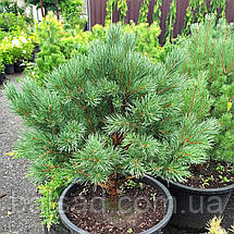 Сосна звичайна Ватерері / h 80 / Pinus sylvestris Watereri, фото 5