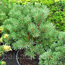 Сосна звичайна Ватерері / h 80 / Pinus sylvestris Watereri, фото 3