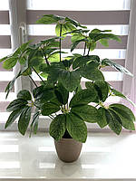 Штучний кущ — шефлера ( Premium, латекс, 75 см), фото 2