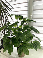 Штучний кущ — шефлера ( Premium, латекс, 75 см), фото 3