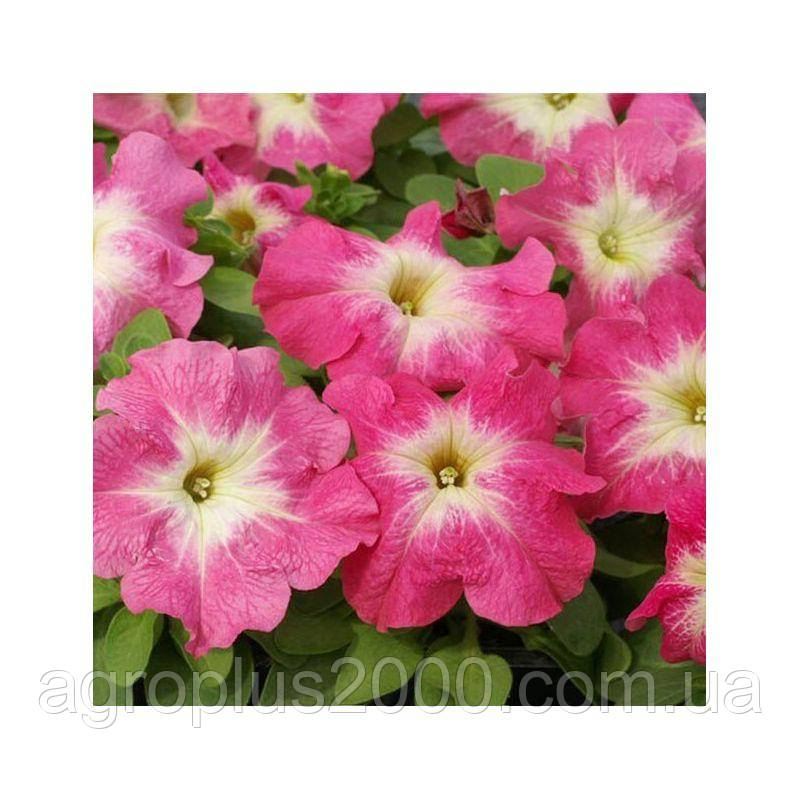 Насіння Петунія великоквіткова Дрімс F1 Кораловий ранок 1000 драже Pan American