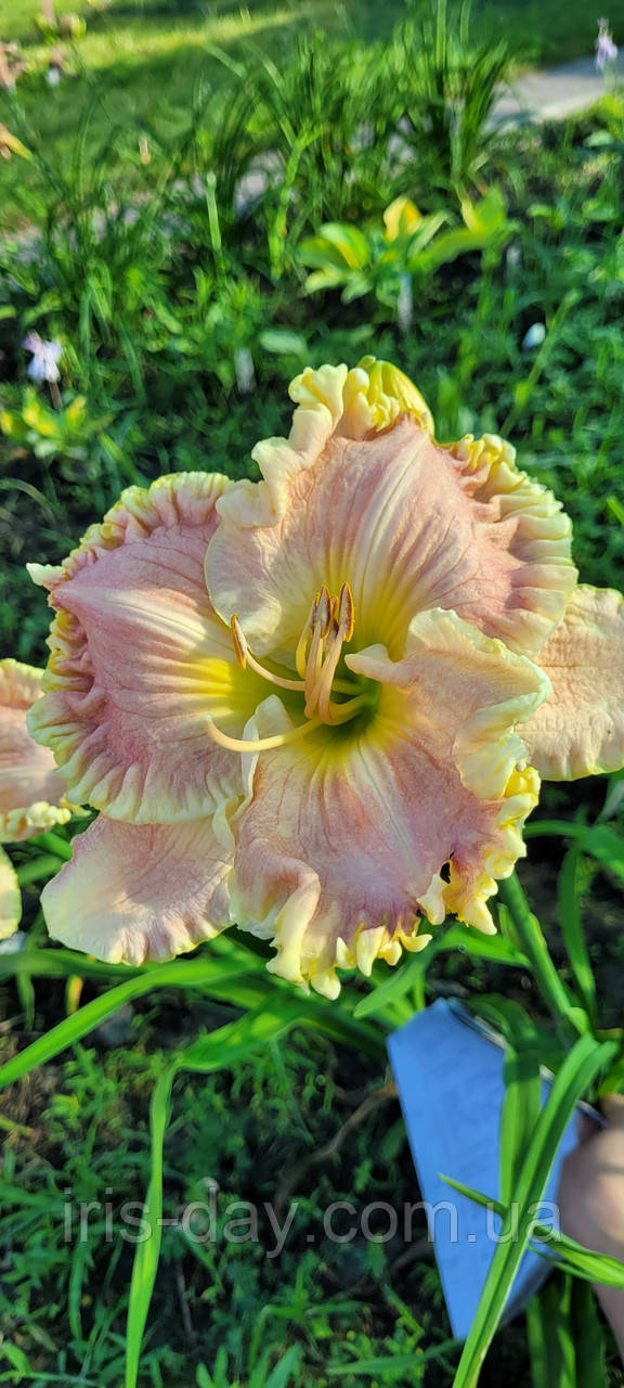 Лілейник Judy Farquhar (Stamile 2006) (сажники), фото 1