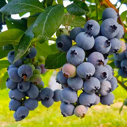 Лохина Нельсон, ЗКС в горщиках 1.0 л (2-річні), фото 1