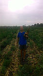 Кенді F1 насіння солодкої цибулі Seminis Голландія 200 шт, фото 5