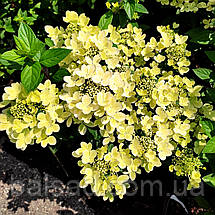 Гортензія Пастелгрін / С5 / Hydrangea paniculata Pastelgreen, фото 6