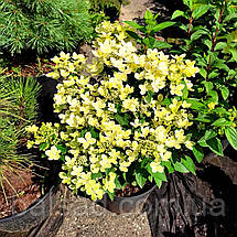 Гортензія Пастелгрін / С5 / Hydrangea paniculata Pastelgreen, фото 4