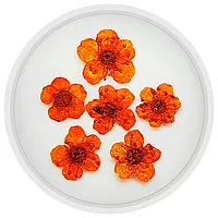Сухоцветы для маникюра mART №05, Оранжевый
