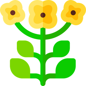 НАСІННЯ РАПСУ