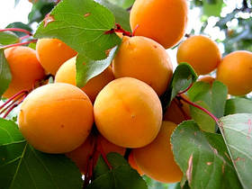 Саджанці абрикоса: сорти пізнього терміну достигання.