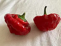 Насіння гіркого перцю,Перець чилі, шотландська шапка Capsicum chinense 'Scotch Bonnet' 3 шт