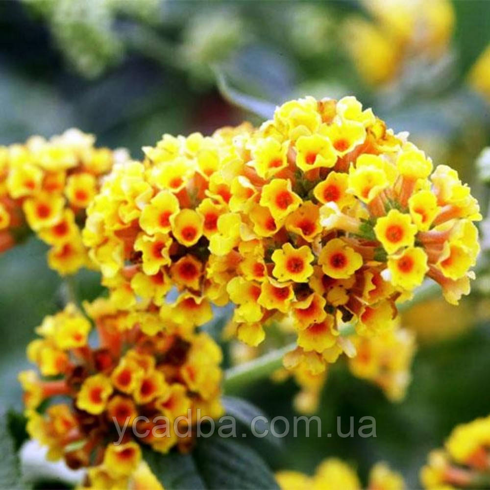 Буддлея Санголд (горшик 0,5 л)