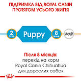 Корм сухий Royal Canin для цуценят породи Чіхуахуа Chihuahua PUPPY 500 g, фото 3