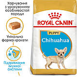 Корм сухий Royal Canin для цуценят породи Чіхуахуа Chihuahua PUPPY 500 g, фото 8