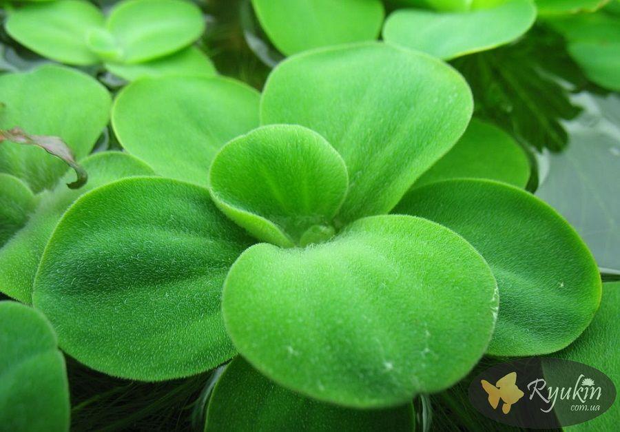 Рослини, декорації, грунти для акваріума Пістія (Pistia Stratiotes)