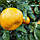 Мандарин Медовий (C. deliciosa Honey) 55-60 см Кімнатний., фото 2